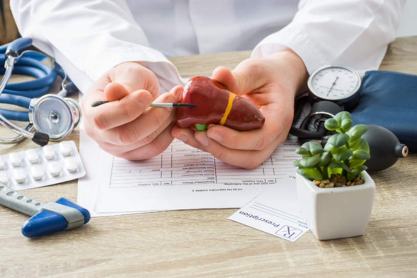A doctor holds a liver layout.