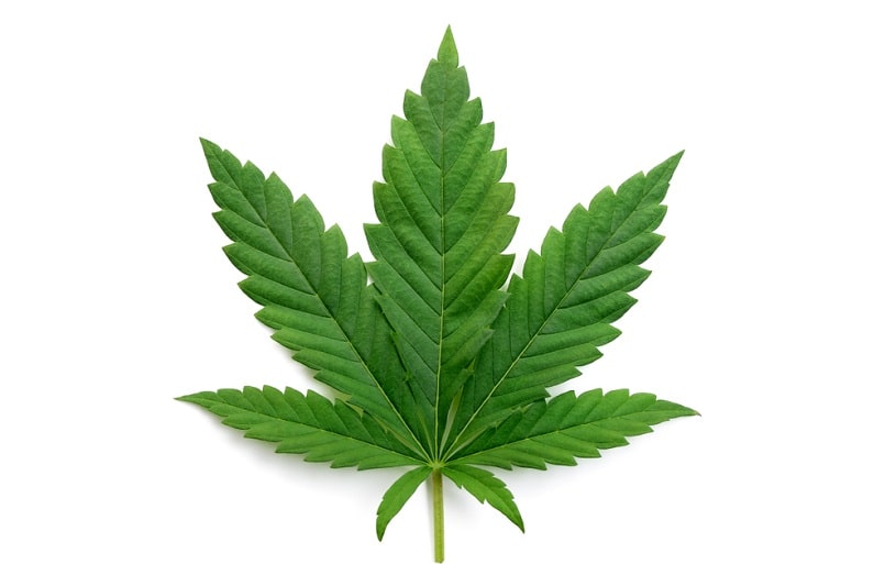 Indica plant.