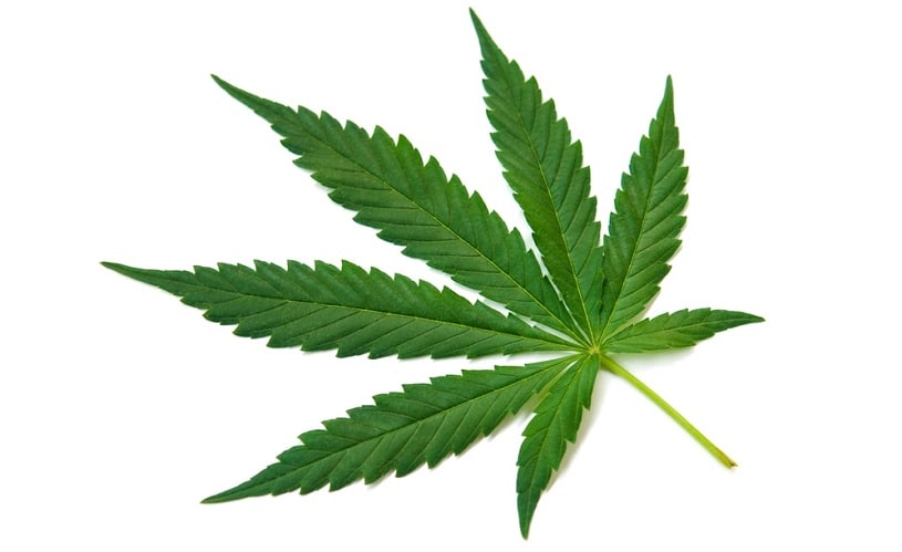 Cannabis Sativa plant.