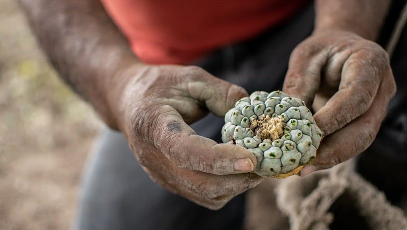 Old man holding peyote.