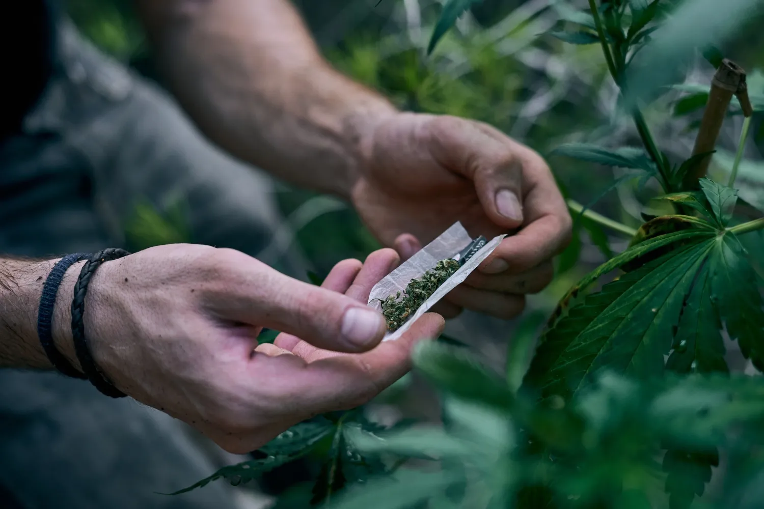 Synthetic Marijuana: Risks, Side Effects, and Health Concerns